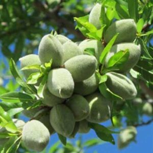 قیمت و خرید نهال بادام آذر (بادام دیر گل) Azar almond seedlings (late flowering almonds)