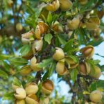 قیمت و خرید نهال بادام مامایی (mamaei almond seedlings)