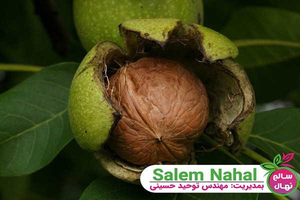 مزایای نهال گردو پیوندی چیست؟ 🌱