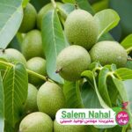 خرید-نهال-گردو-اسرائیلی