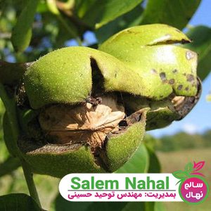 خرید نهال گردو هارتلی 🌱