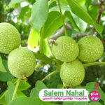 خرید-نهال-گردو-پدرو