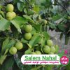 نهال گردو کانادایی