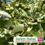 خرید-نهال-گردو-ضیاء-آباد