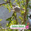 نهال بادام مارکونا