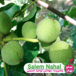 نهال-گردو-بیلچک