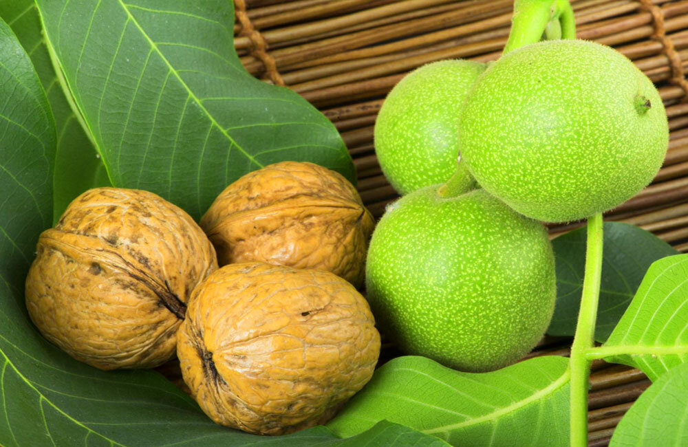 خرید اینترنتی نهال گردو جمال