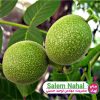 نهال گردو روند