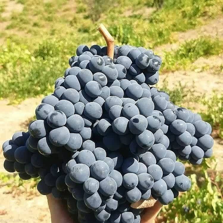 خرید نهال انگورسیاه سردشت