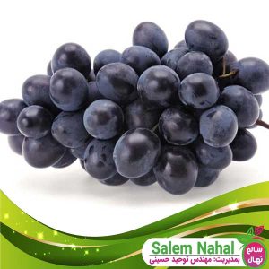 خرید نهال انگور بلک سیدلس 🍇