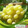 خرید نهال انگور تبرزه
