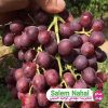 خرید نهال انگور کریمسون سیدلس 🍇