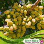 خرید-نهال-پسته-احمد-آقایی
