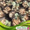 خرید نهال پسته زرند