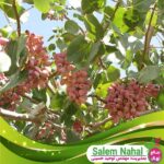 خرید-نهال-پسته-پیوندی