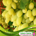قیمت-و-خرید-نهال-انگور-دیزماری