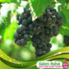 قیمت و خرید نهال انگور شرابی شیراز
