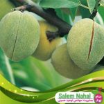 قیمت-و-خرید-نهال-بادام-پسته-ای