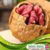قیمت و خرید نهال گردو توسرخ