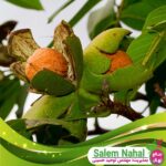 قیمت-و-خرید-نهال-گردو-شبین