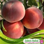 قیمت-و-خرید-نهال-هلو-حاج-کاظمی