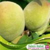 قیمت و خرید نهال هلو سبز