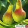 قیمت و خرید نهال گلابی دم کجی