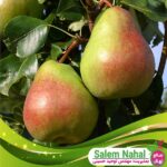 قیمت-و-خرید-نهال-گلابی-نطنز