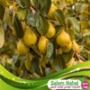 قیمت و خرید نهال گلابی پایه کوتاه