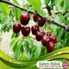 قیمت و خرید نهال گیلاس ارلی ریورز