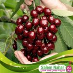 قیمت-و-خرید-نهال-گیلاس-خوشه-ای-رژینا