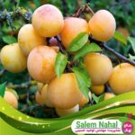 قیمت-وخرید-نهال-آلو-قطره-طلا
