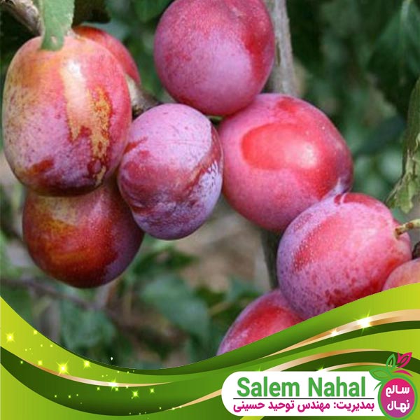 قیمت و خرید نهال آلو کاکات فروت Plum Kakat Fruit seedling