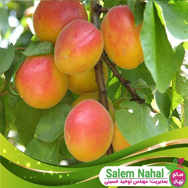 قیمت و خرید نهال زرد آلو شاهرودی Shahroudi apricot seedling