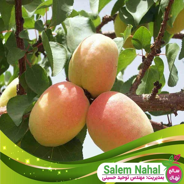 قیمت و خرید نهال زرد آلو عسگر آباد Asgarabad apricot seedling