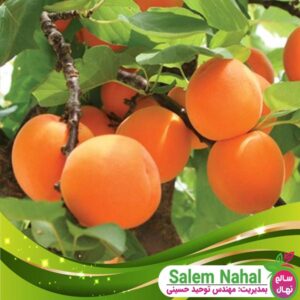 قیمت و خرید نهال زرد آلو قیسی Qaisi apricot seedling