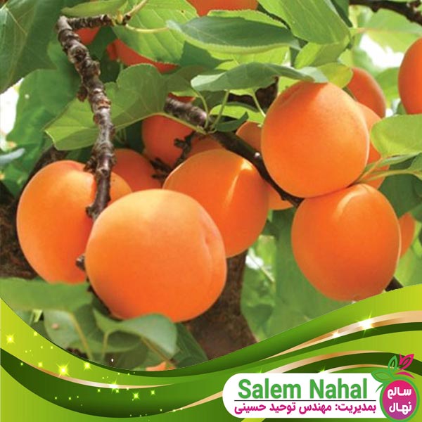 قیمت و خرید نهال زرد آلو قیسی Qaisi apricot seedling