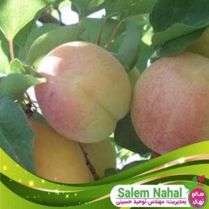 قیمت و خرید نهال زرد آلو ملایر Malair apricot seedling