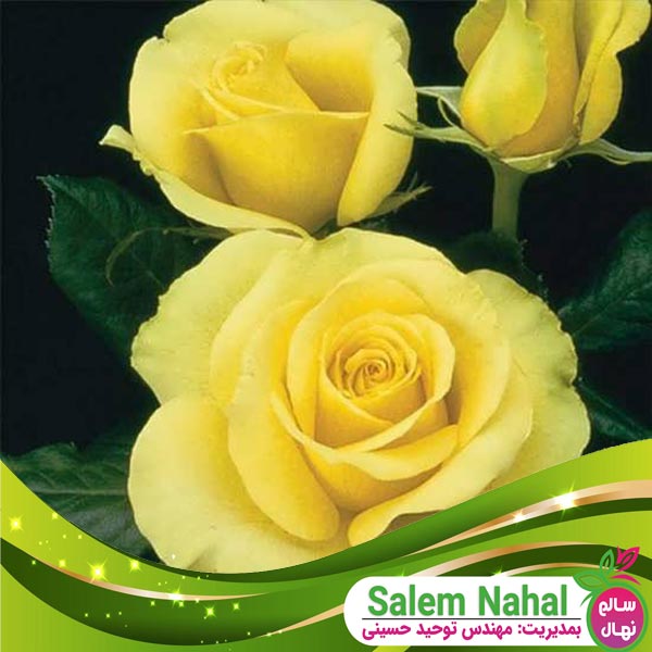 قیمت و خرید نهال گل محمدی زرد Seedlings of yellow roses