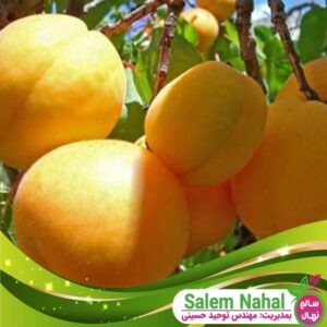 قیمت و خرید نهال شلیل زرد مشهد Mashhad Yellow Nectarine Seedling
