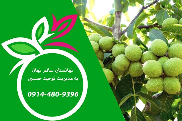 کاربردی ترین روش های افزایش باردهی و تقویت نهال گردو Fruiting and strengthening of walnut seedlings