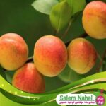قیمت-و-خرید-نهال-زرد-آلو-آمبروز-Ambrose-apricot-seedling