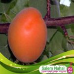قیمت-و-خرید-نهال-زرد-آلو-الفرد-Alfard-apricot-seedling