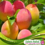 قیمت-و-خرید-نهال-زرد-آلو-بلن-هیم-Blenheim-apricot-seedling