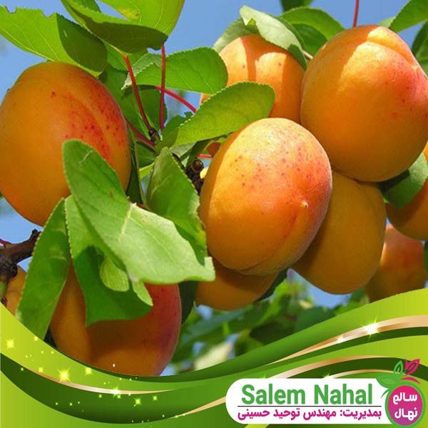 قیمت و خرید نهال زرد آلو جهانگیری Jahangiri apricot seedling