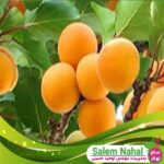 قیمت-و-خرید-نهال-زرد-آلو-رویال-Royal-apricot-seedling