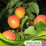 قیمت-و-خرید-نهال-زرد-آلو-رکسانا-Roxana-apricot-seedling