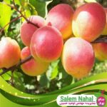 قیمت-و-خرید-نهال-زرد-آلو-نخجوان-Nakhchivan-apricot-seedling