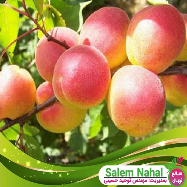 قیمت و خرید نهال زرد آلو نخجوان Nakhchivan apricot seedling