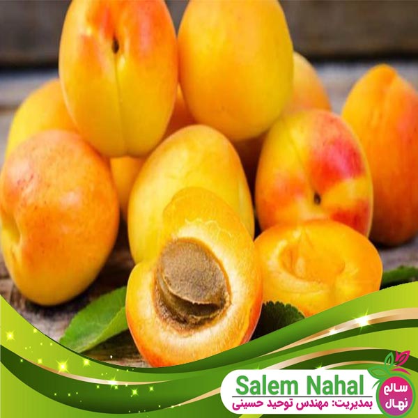 قیمت و خرید نهال زرد آلو نصیری Nasiri apricot seedling